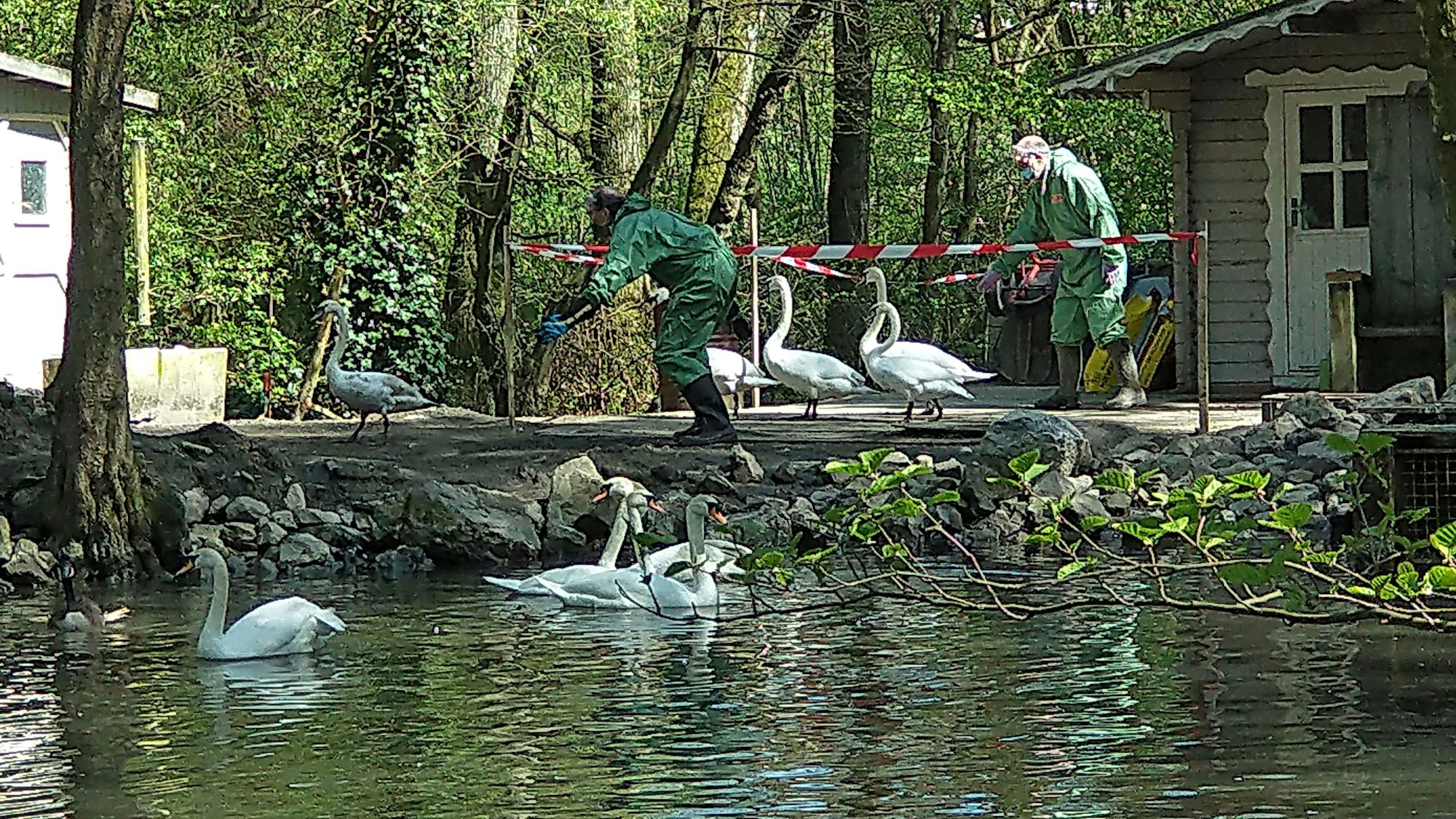 Mit viel Ruhe, Handschuhen und Schutzoveralls näherten sich die Tierärzte am Kemnader Stausee den vermeintlich infizierten Wasservögeln.