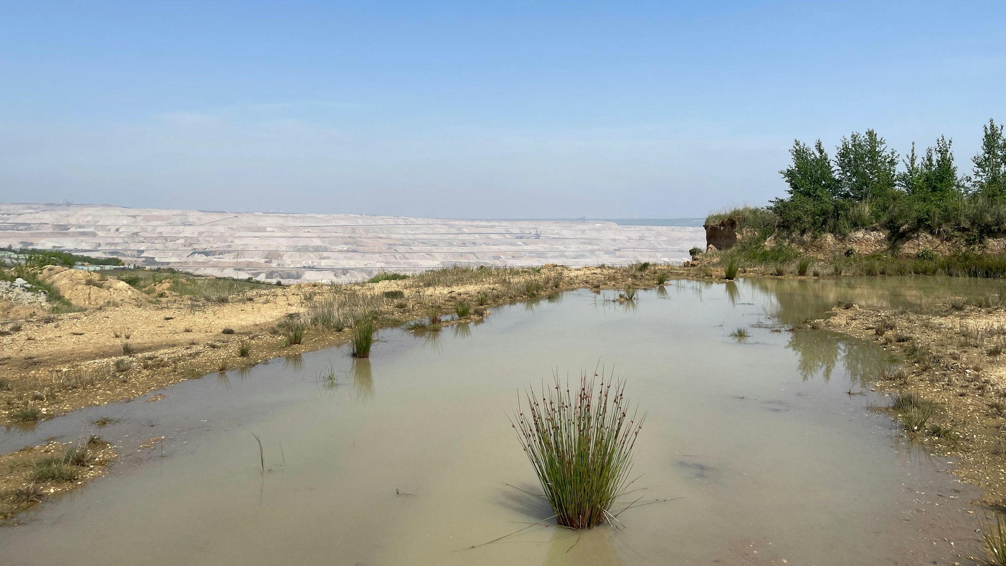 Frösche lieben es in den kleinen und großen Wasserlöchern.
