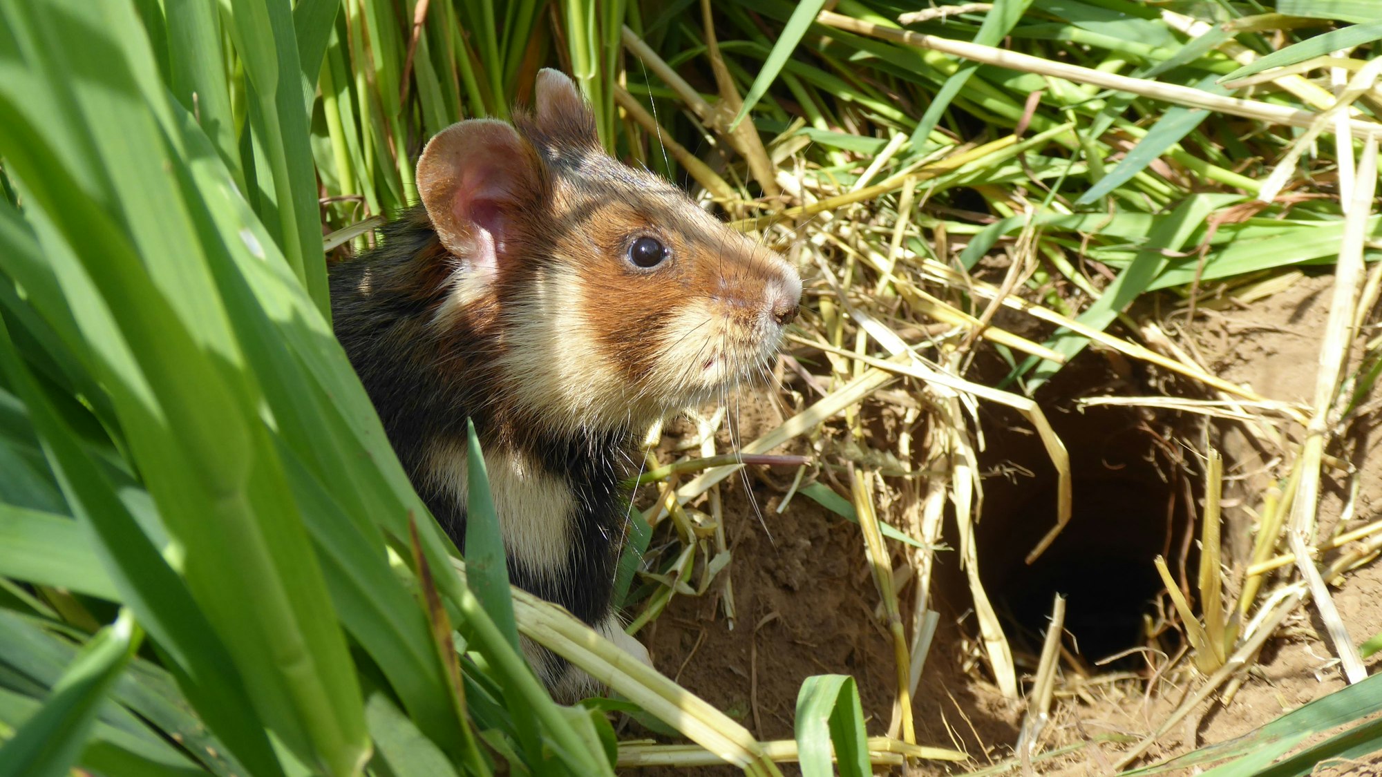 Ein Feldhamster sitzt vor einem Bau, er wurde im April bei der Frühjahrserfassung aufgenommen.