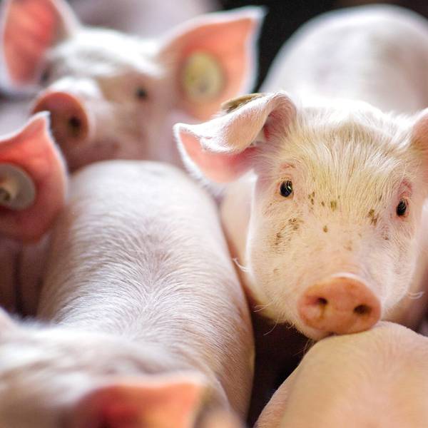 Schweine besser halten – das will die Bundesregierung mit einem Förderpaket unterstützen, das eine Milliarde Euro umfasst. 70 Anträge auf Unterstützung sind bislang eingegangen.