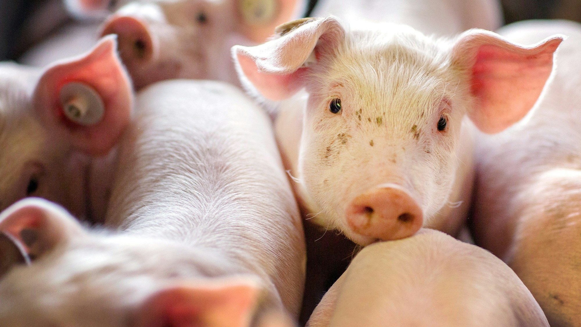 Schweine besser halten – das will die Bundesregierung mit einem Förderpaket unterstützen, das eine Milliarde Euro umfasst. 70 Anträge auf Unterstützung sind bislang eingegangen.