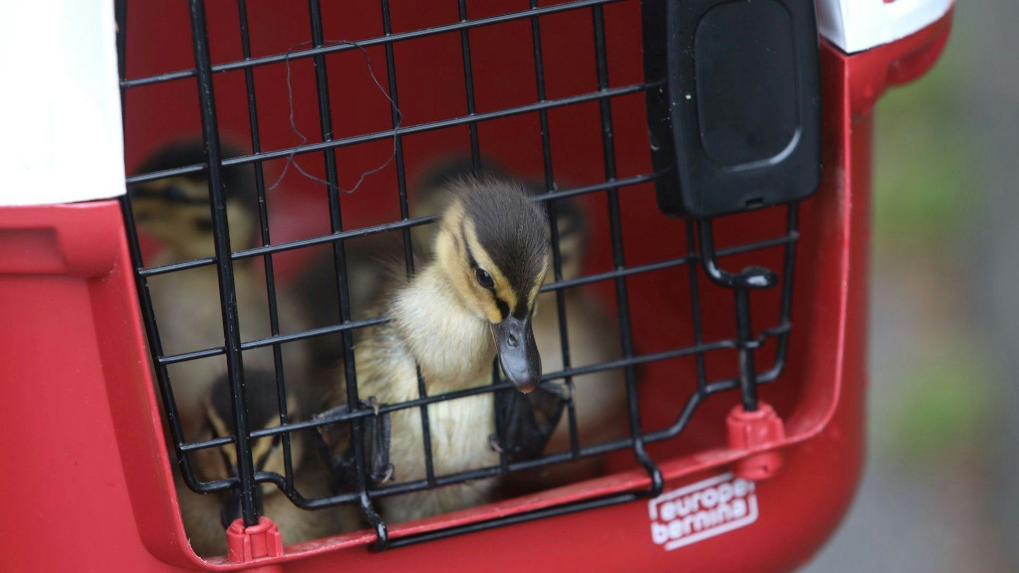 Ein Küken guckt aus einem Transportkorb.