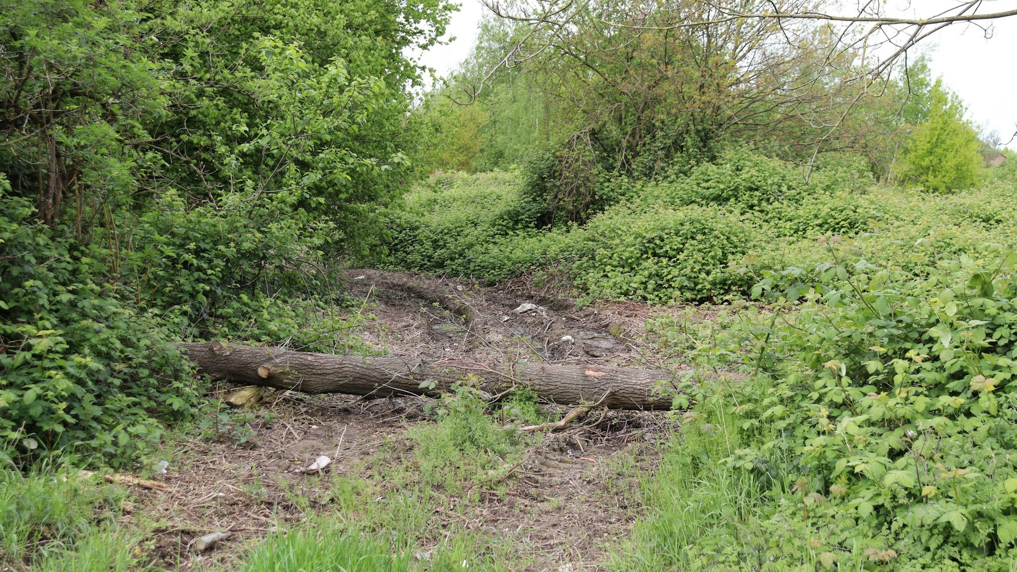 Ein quer positionierter Baumstamm liegt auf der Schneise, die die Stadt durch einen Grünzug neben dem S-Bahn Halt Holweide hat schlagen lassen. Foto von Uwe Schäfer