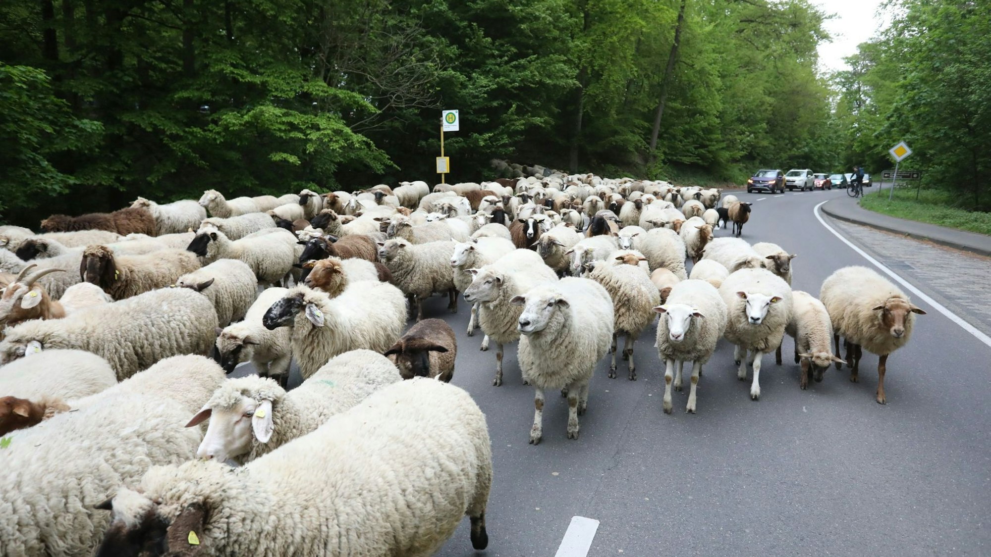 Ein Schafherde im Siebengebige.