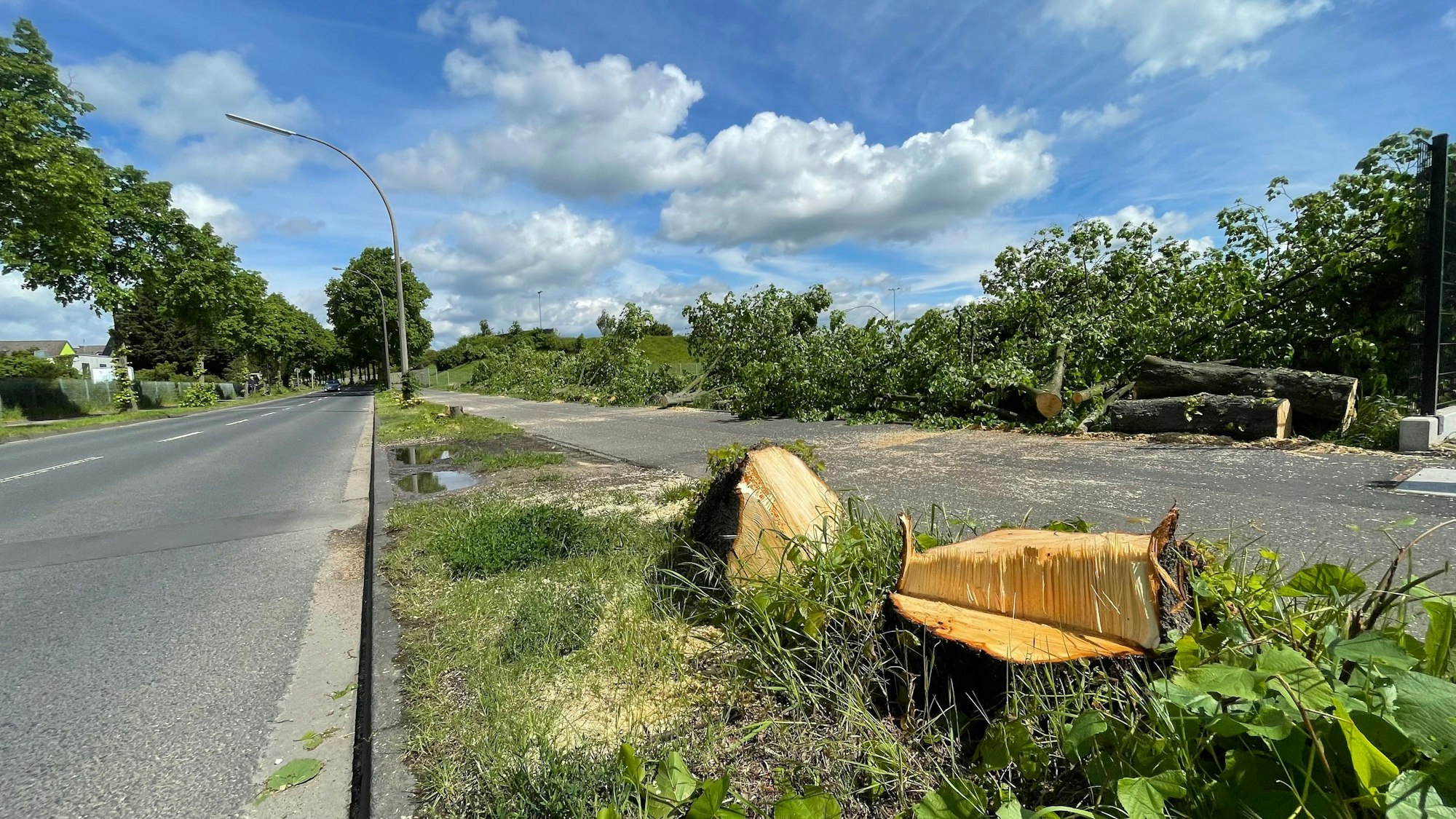 Einer von sechs Baumstümpfen an der Sürther Straße in Rodenkirchen.
