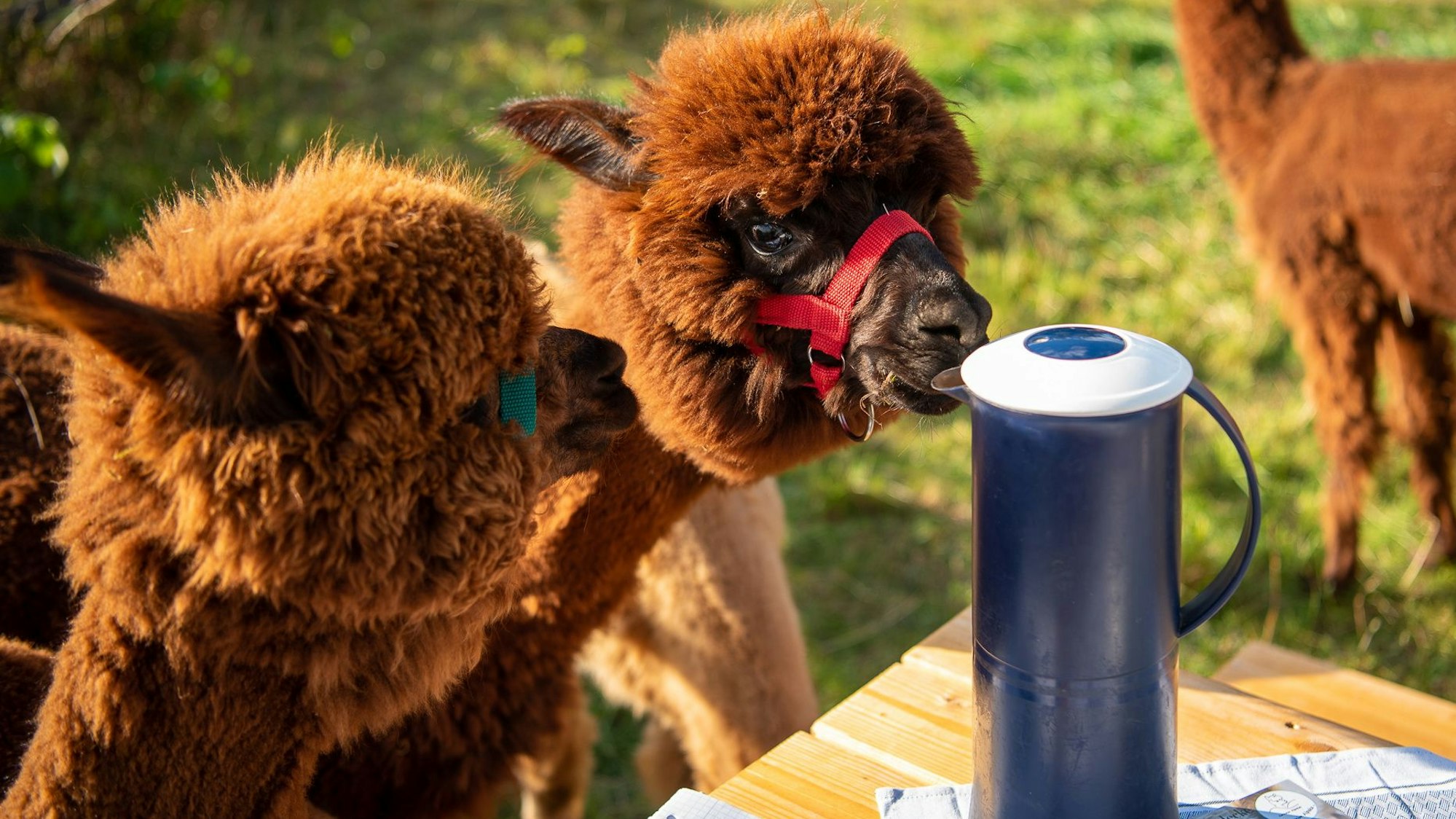 Das Bild zeigt mehrere Alpakas, eines schnuppert an einer Thermoskanne.