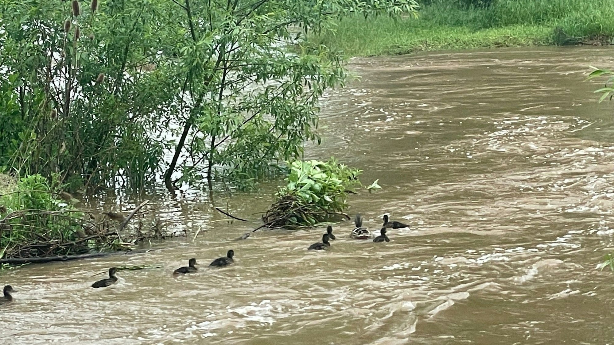 Das Bild zeigt eine Entenmutter mit ihrem Nachwuchs. Alle schwimmen auf dem brauen Wasser der Erft.