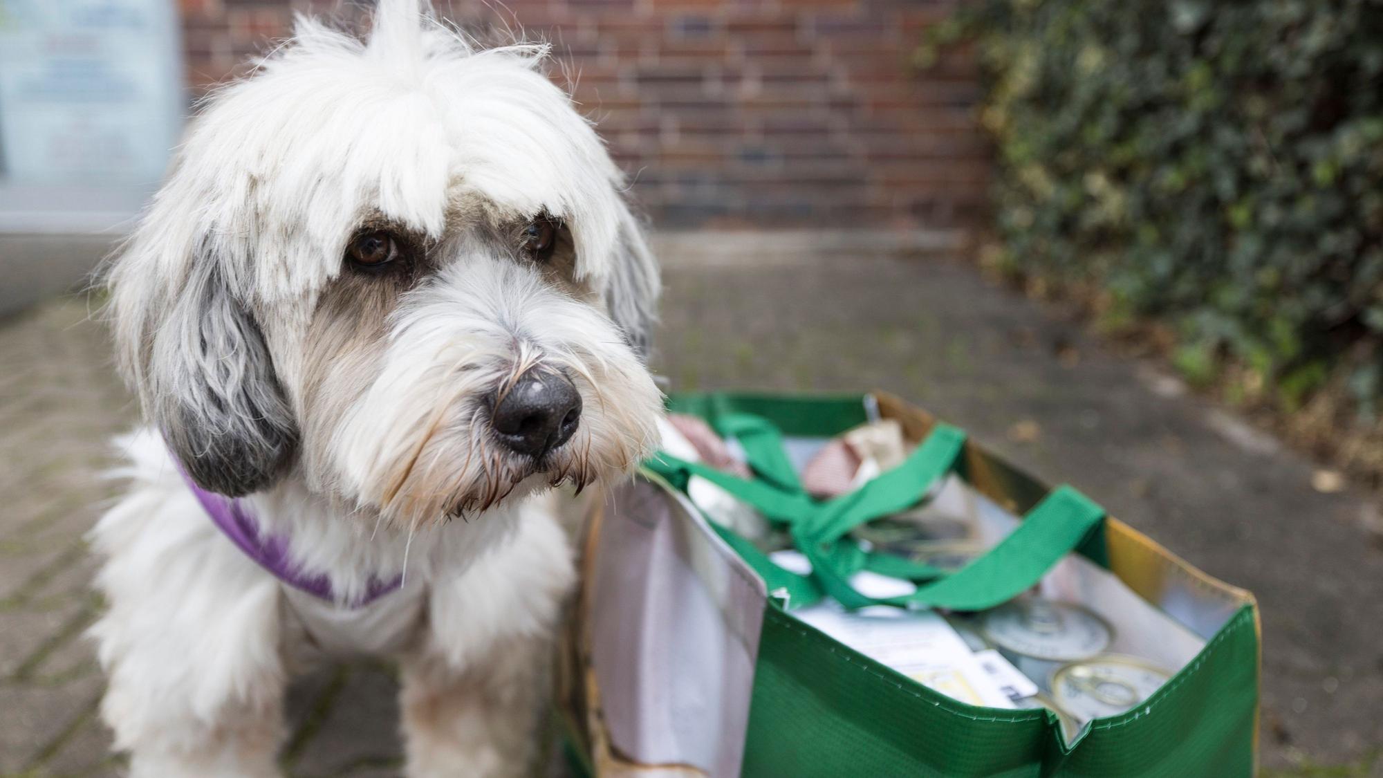 Ein weißer Hund steht neben einer Tasche.