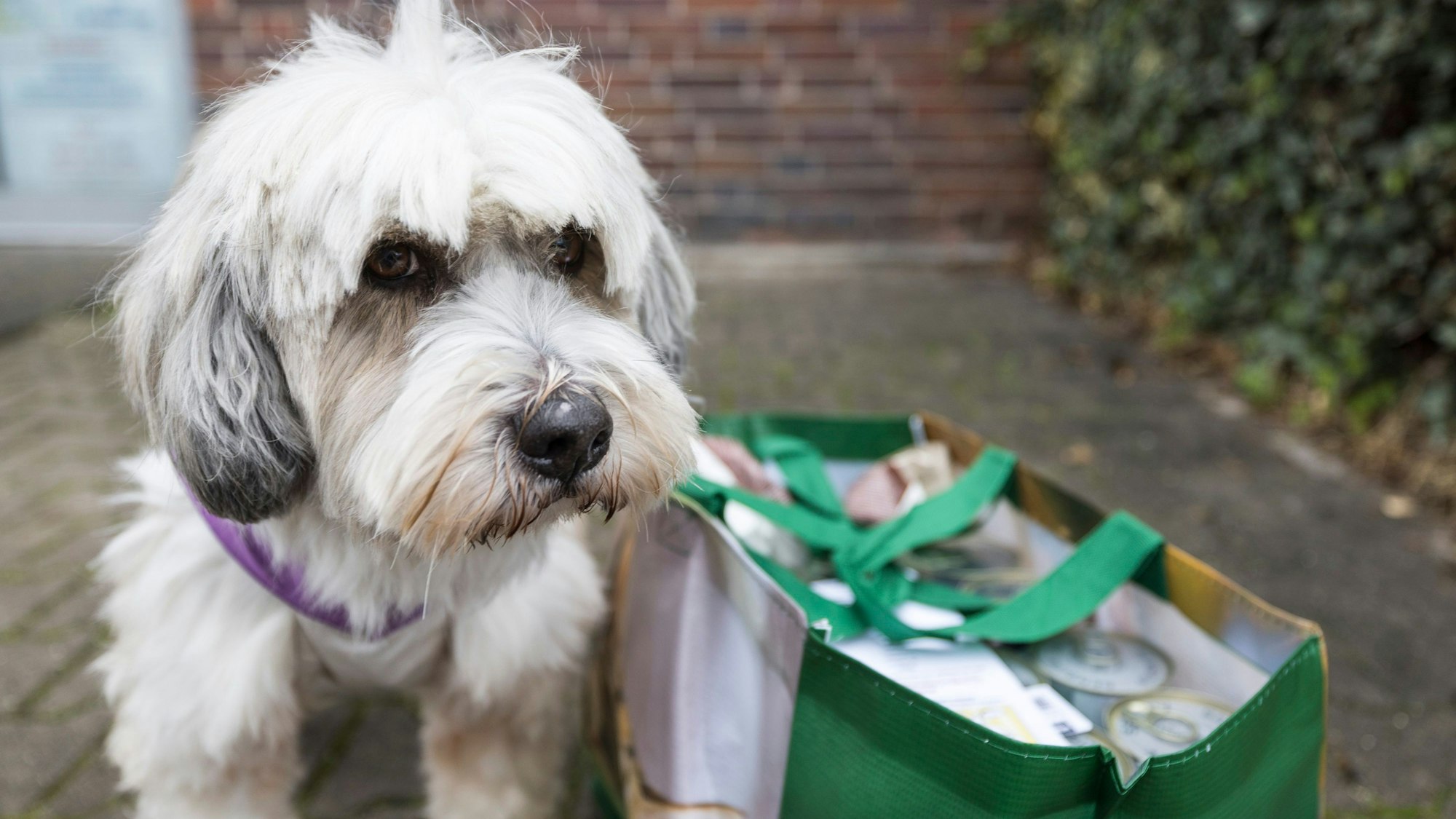 Ein weißer Hund steht neben einer Tasche.