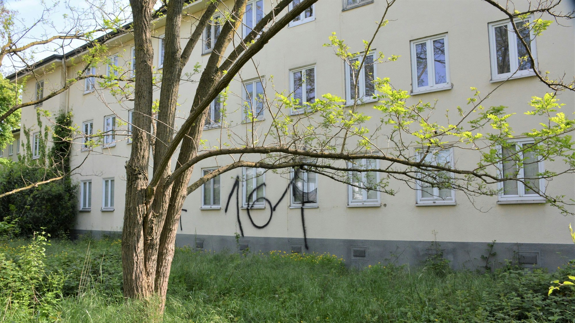 Im Vordergrund steht ein Baum, im Hintergrund ein verlassenes dreigeschossiges Wohnhaus.