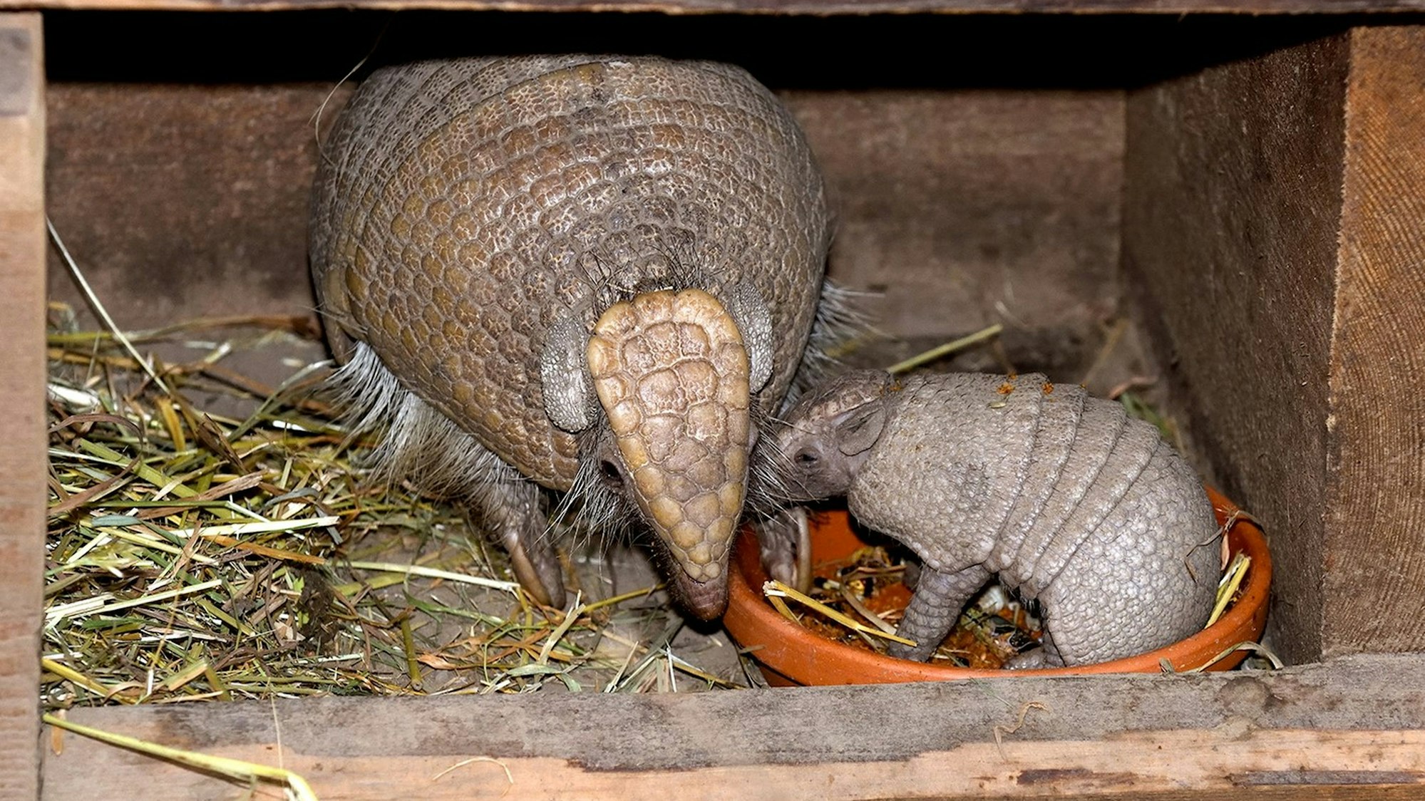 Das kleine Kugelgürteltier mit seiner Mama.