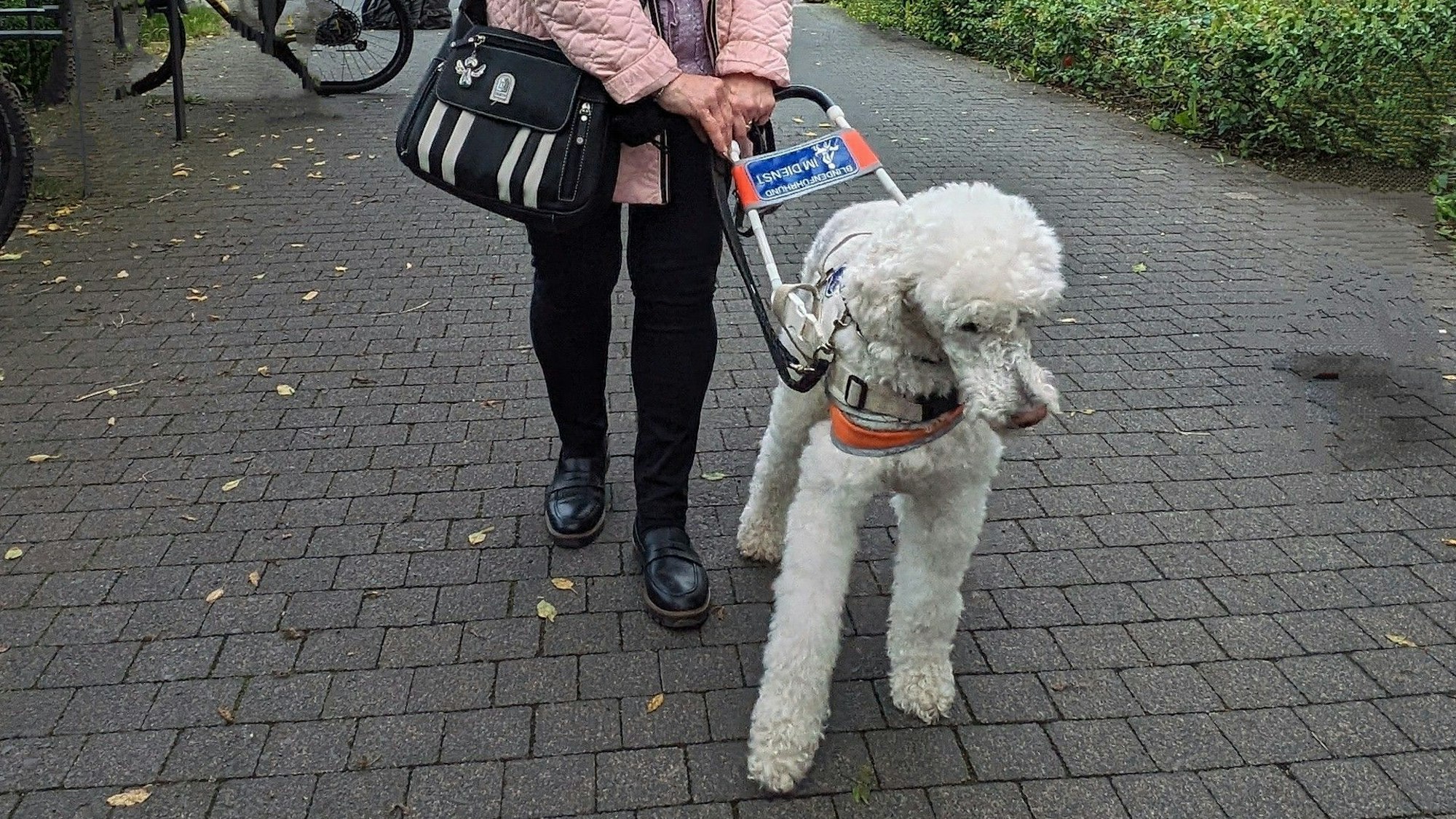 Assistenzhund Rainer führt die blinde Marisa Sommer aus Köln durch Bornheim