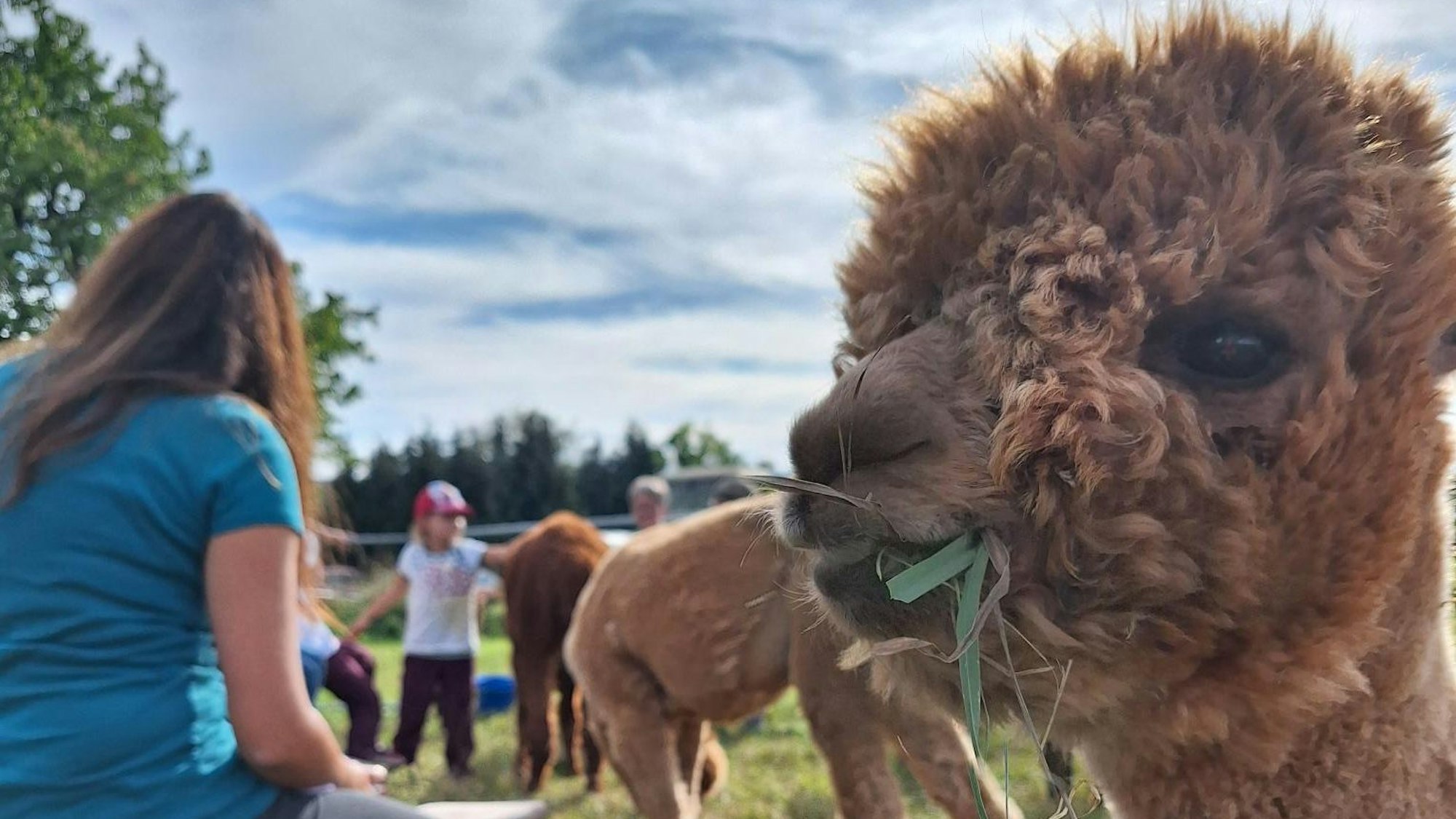 Besucher auf einer Alpaka-Wiese