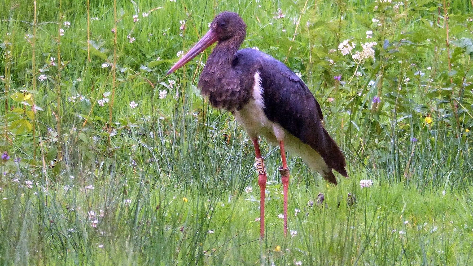 Ein in Tschechien beringter Schwarzstorch, fotografiert auf einer Wiese in Morsbach.