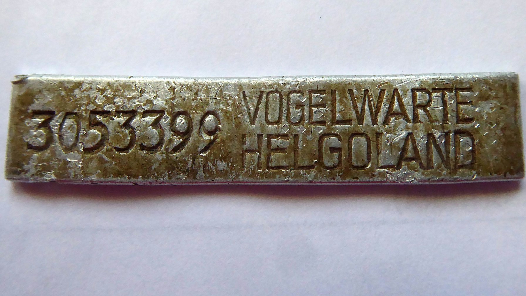 Der aufgebogene Aluminium-Fußring eines Mäusebussards.