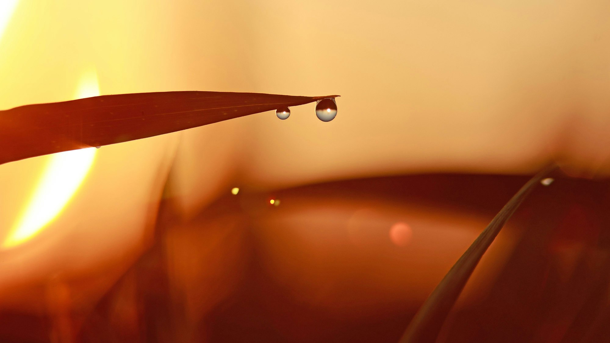 09.05.2024, Sachsen-Anhalt, Halberstadt: Tautropfen hängen im Licht der aufgehenden Sonne an jungen Getreidepflanzen auf einer Landwirtschaftsfläche im Harz.