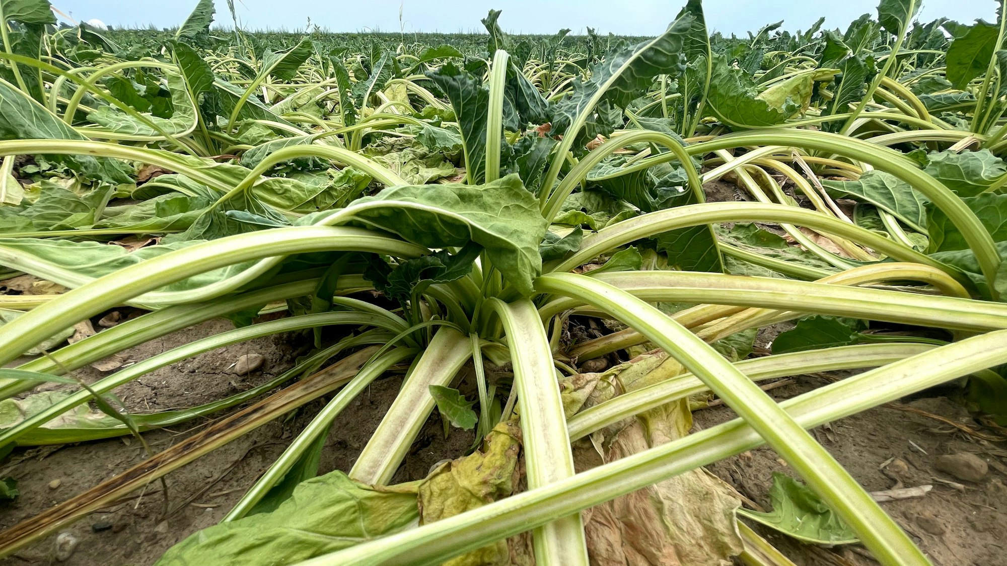 Das Bild zeigt vertrocknete Zuckerrüben auf einem Feld.