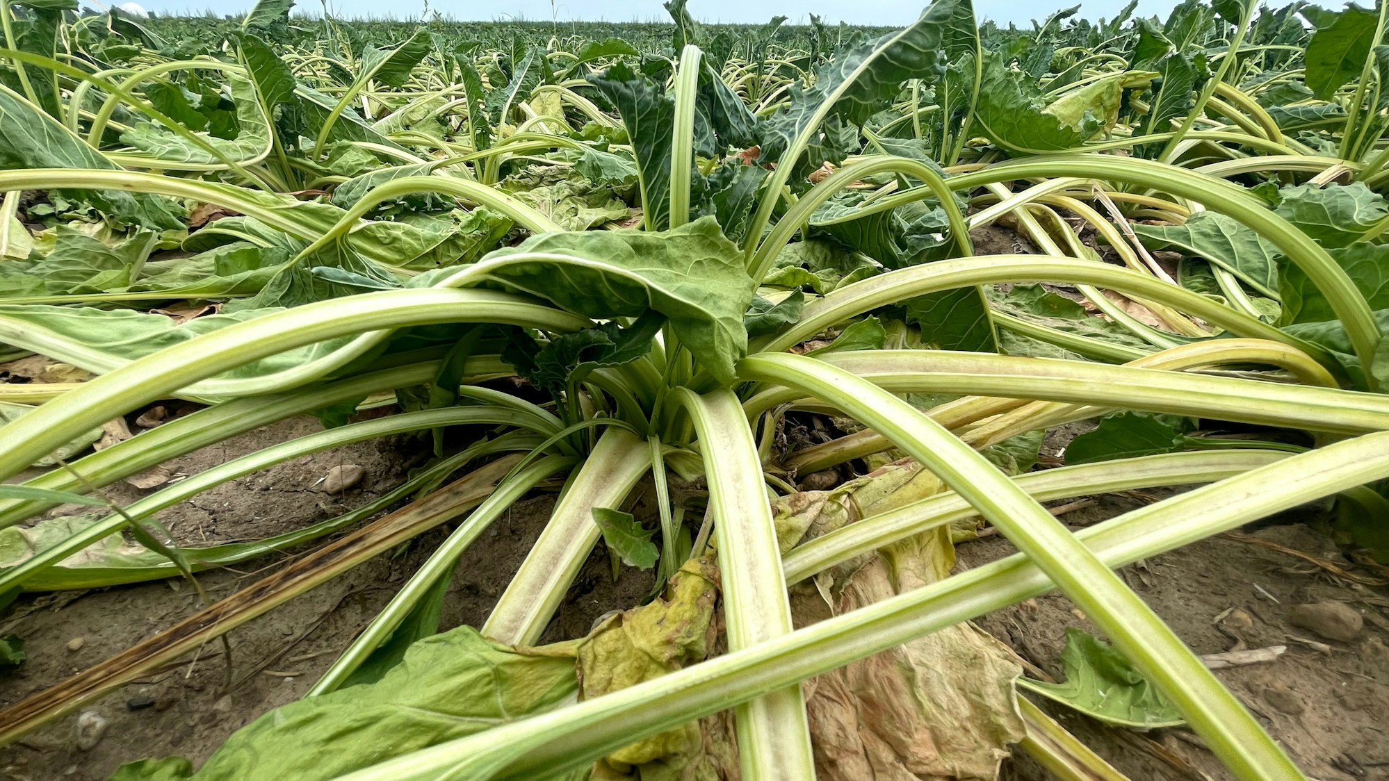 Das Bild zeigt zahlreiche Zuckerrüben, die die Blätter hängen lassen.