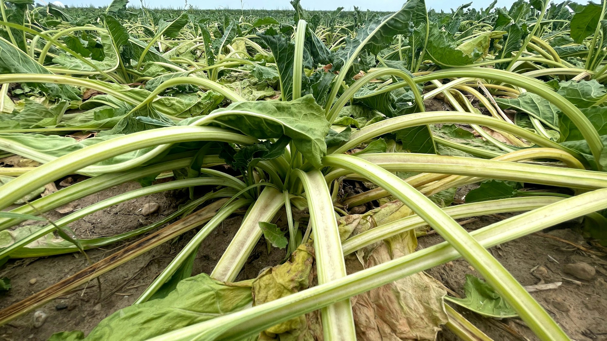 Das Bild zeigt zahlreiche Zuckerrüben, die die Blätter hängen lassen.