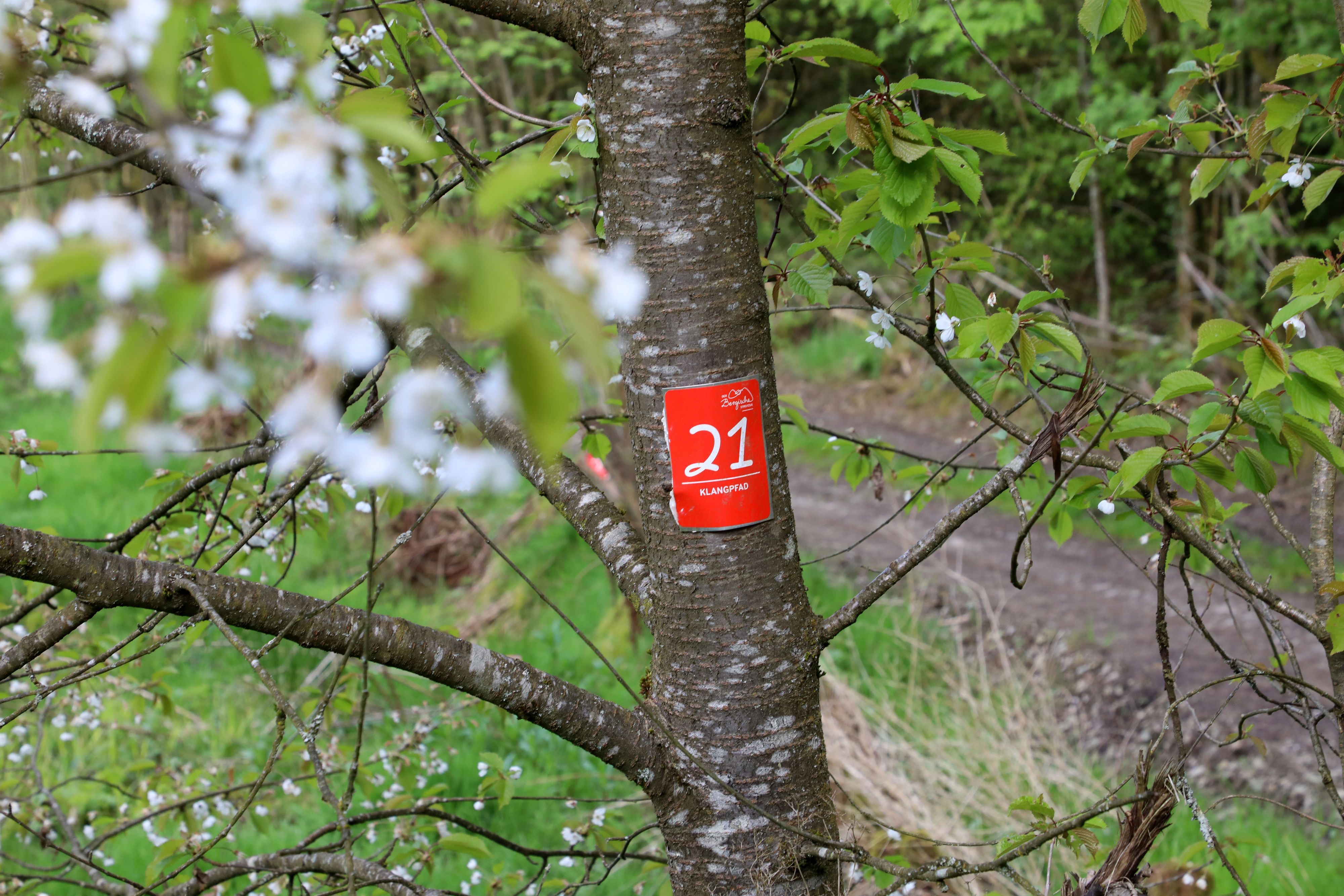 Neben der Markierung des Klangpfads an einem Baum bei Nümbrecht sind Blüten zu sehen.