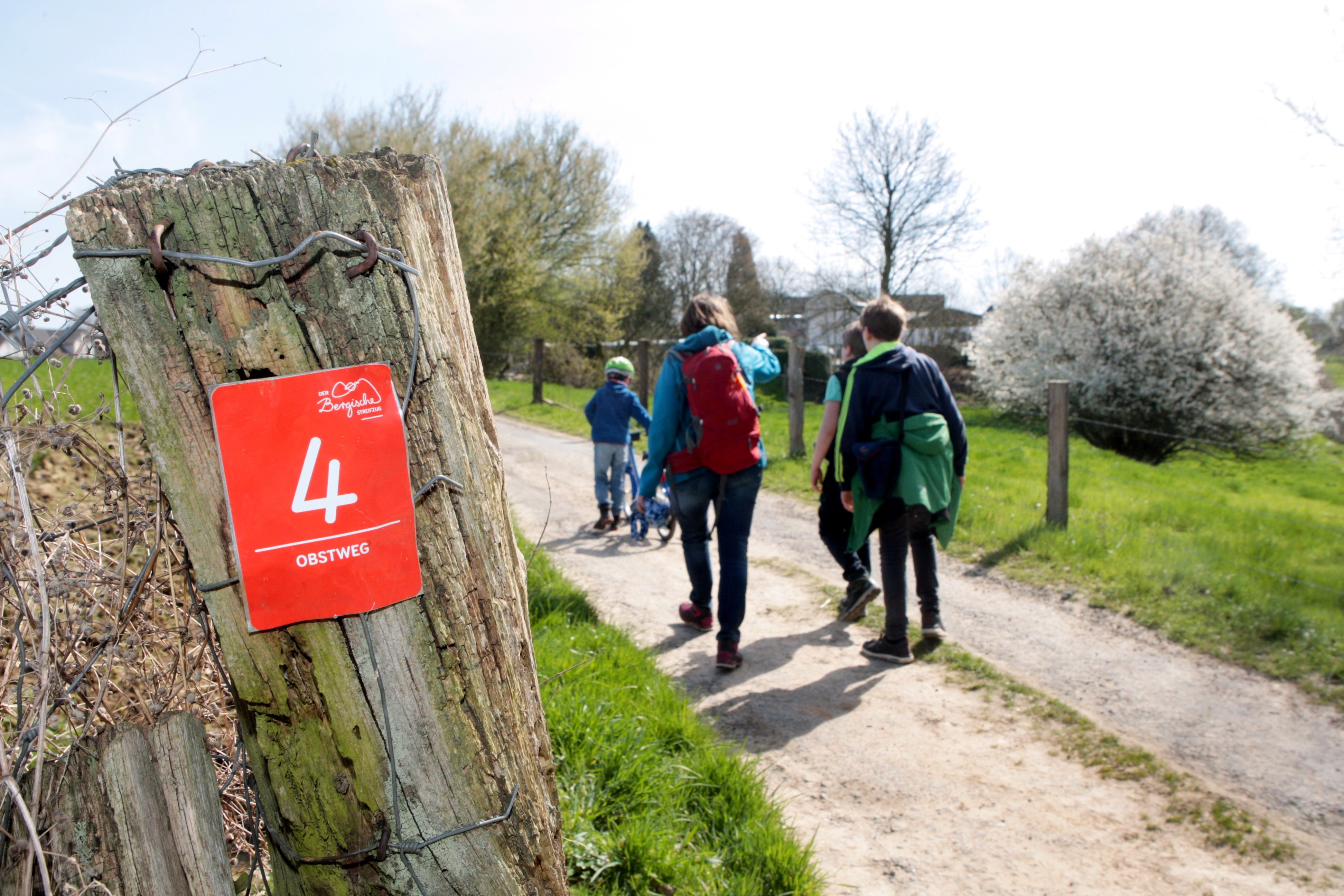 Wanderer auf dem Leichlinger Obstweg wandern an einem blühenden Baum vorbei.