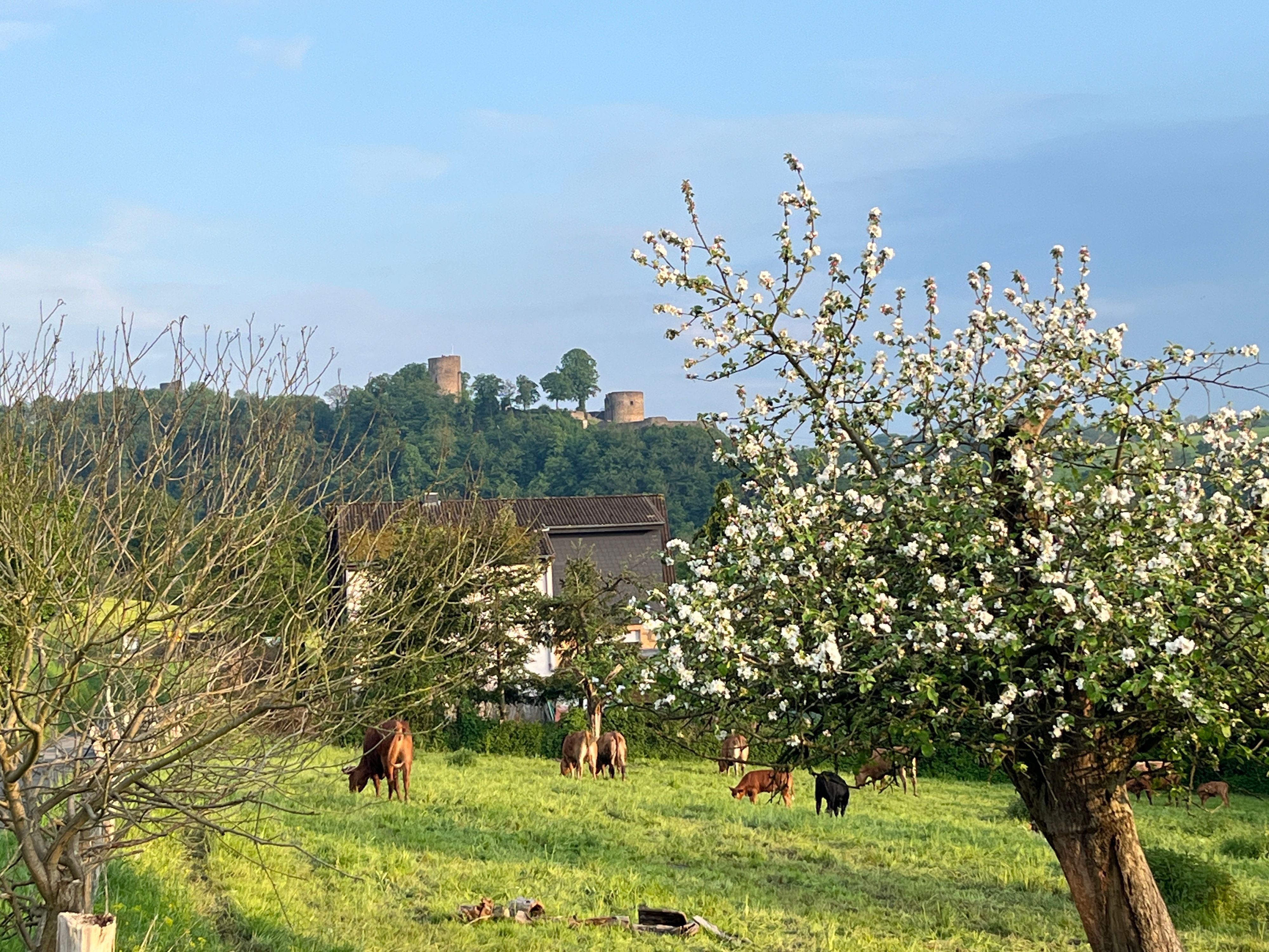 Blick auf die Burg Blankenberg von der Aueler Seite aus.