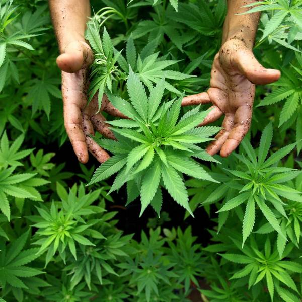 Zwei Hände halten eine Cannabispflanze.