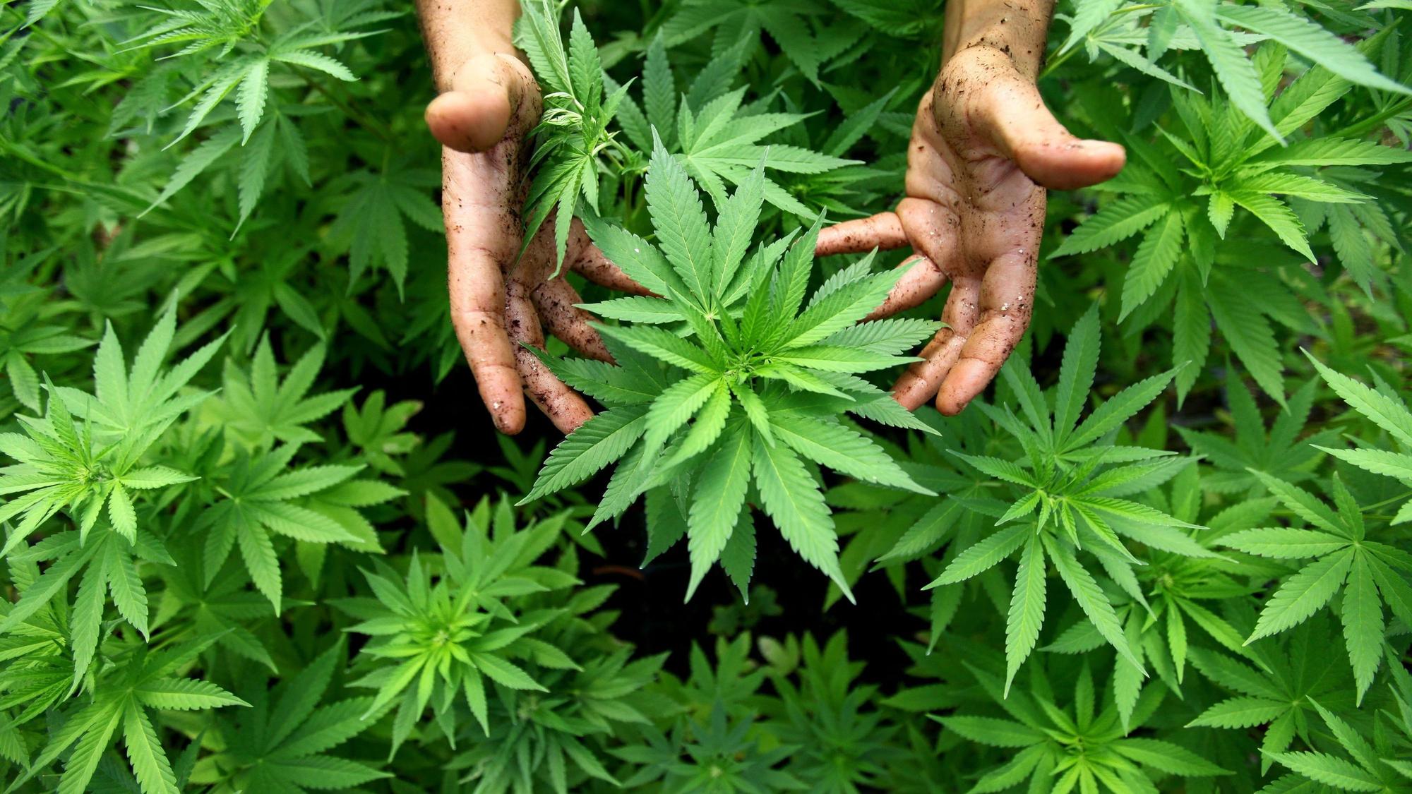 Zwei Hände halten eine Cannabispflanze.