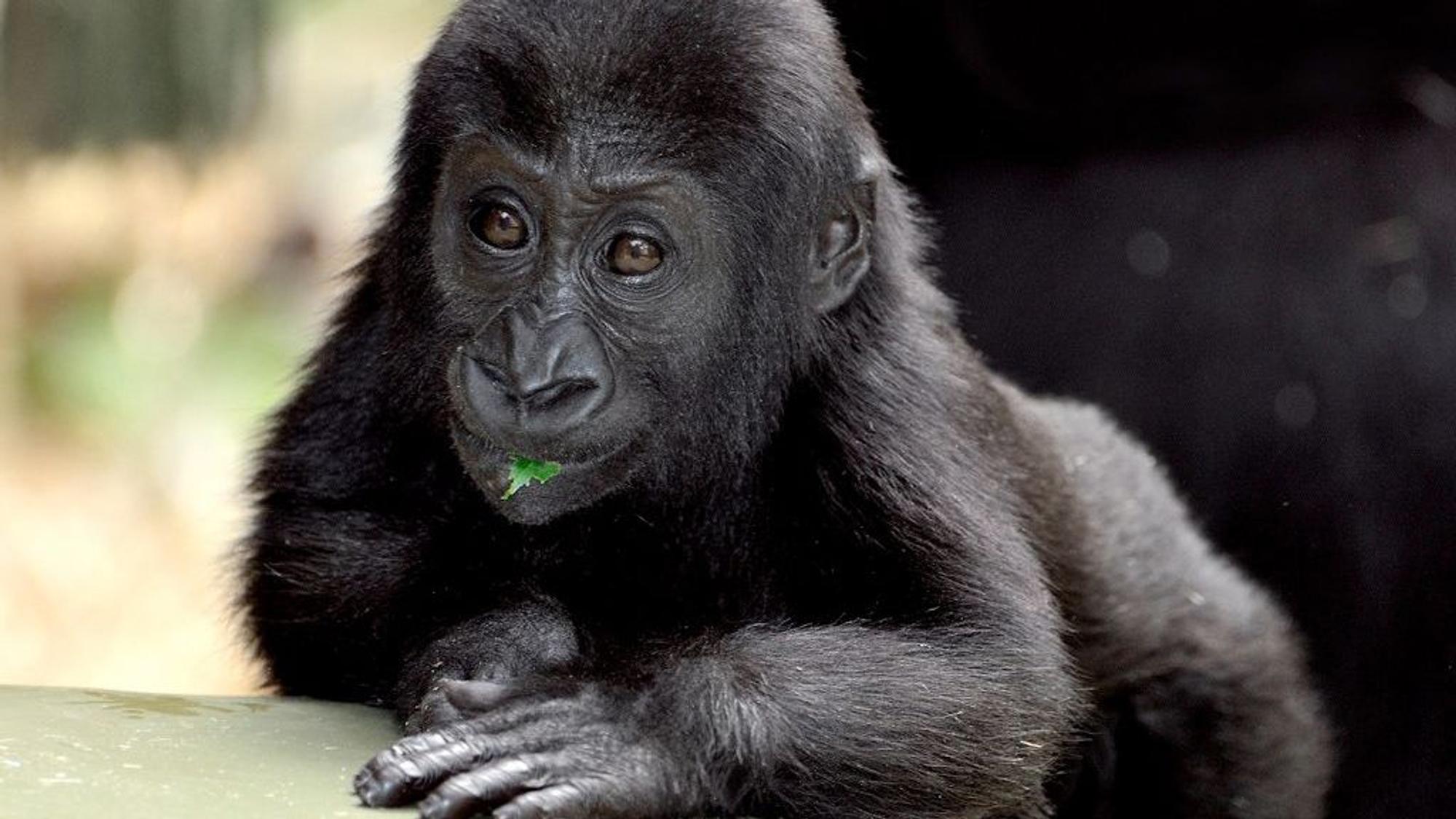 Ein junger Gorilla schaut versonnen an der Kamera vorbei.