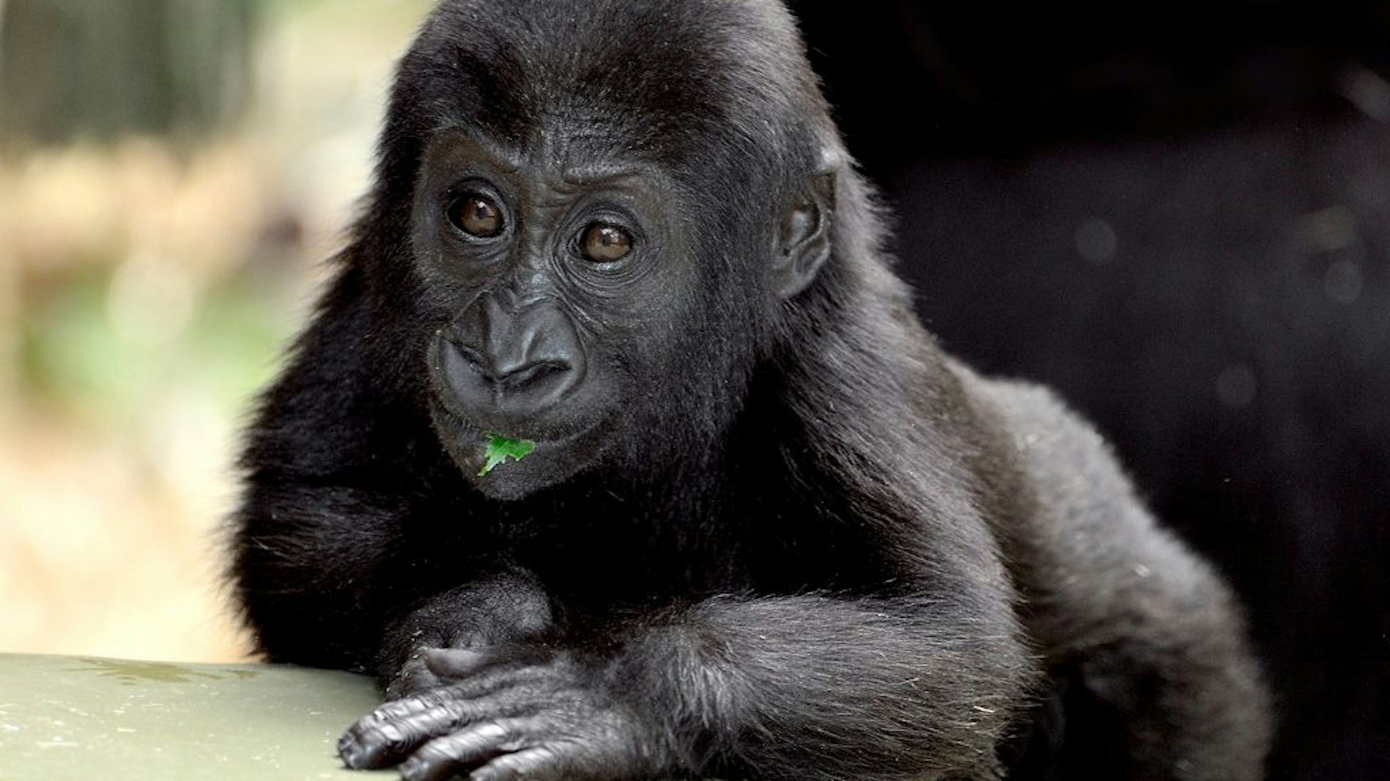 Ein junger Gorilla schaut versonnen an der Kamera vorbei.