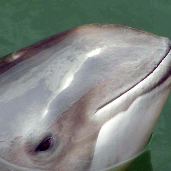Ein Schweinswal schwimmt in der Nordsee vor Sylt.