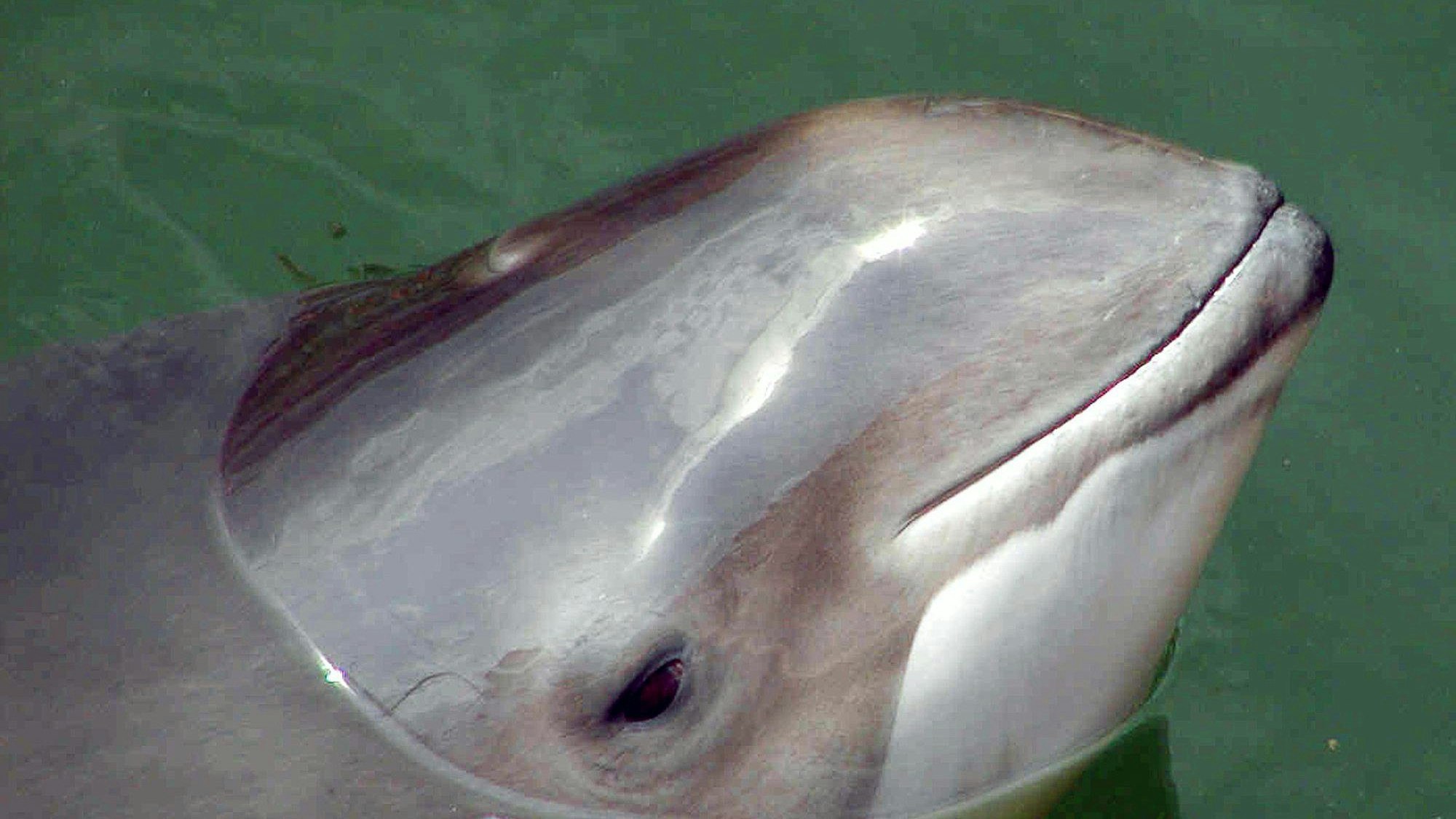 Ein Schweinswal schwimmt in der Nordsee vor Sylt.