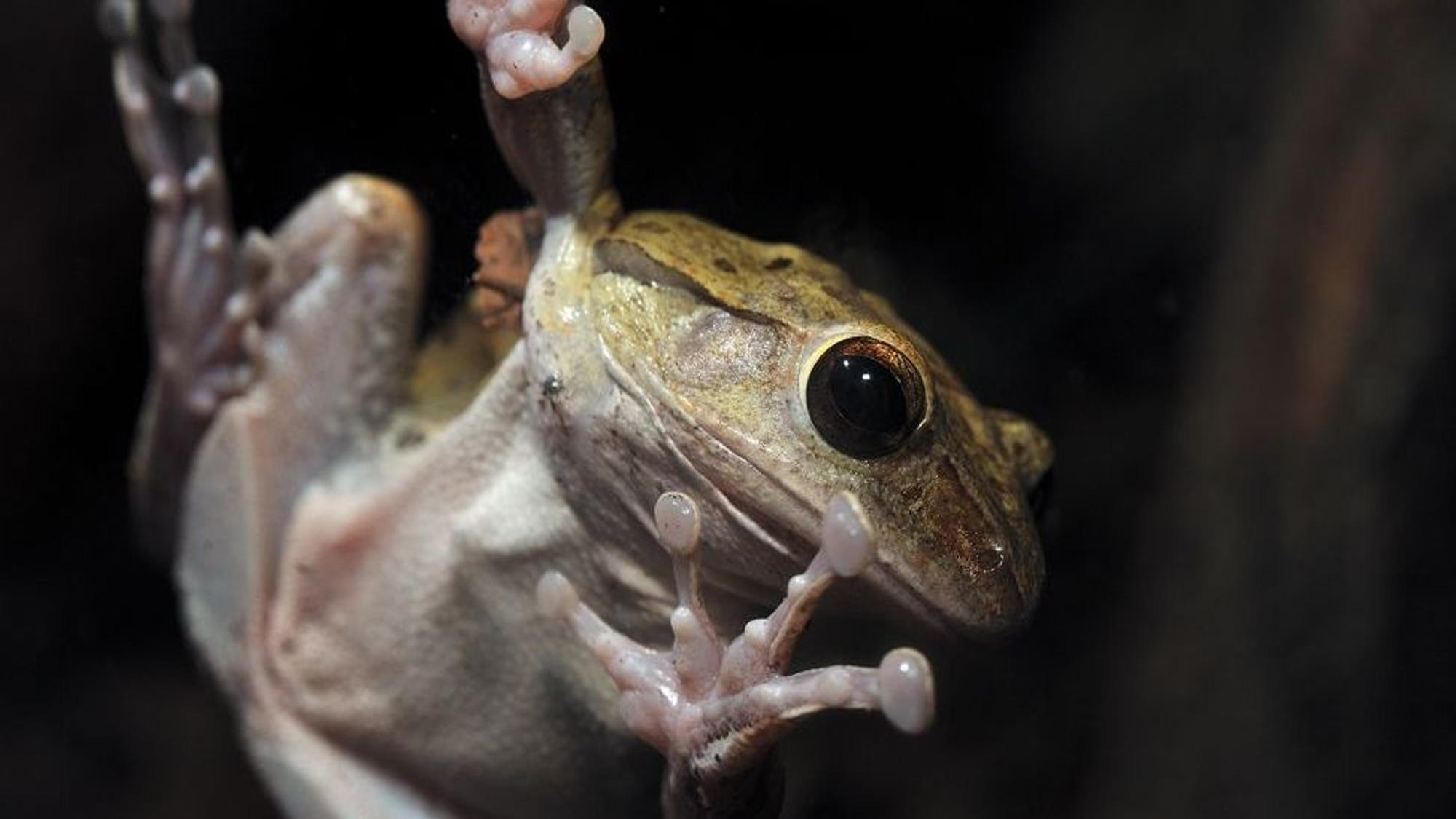 Ein Frosch, von unten fotografiert, hängt mit seinen Saugnäpfen an der Scheibe.
