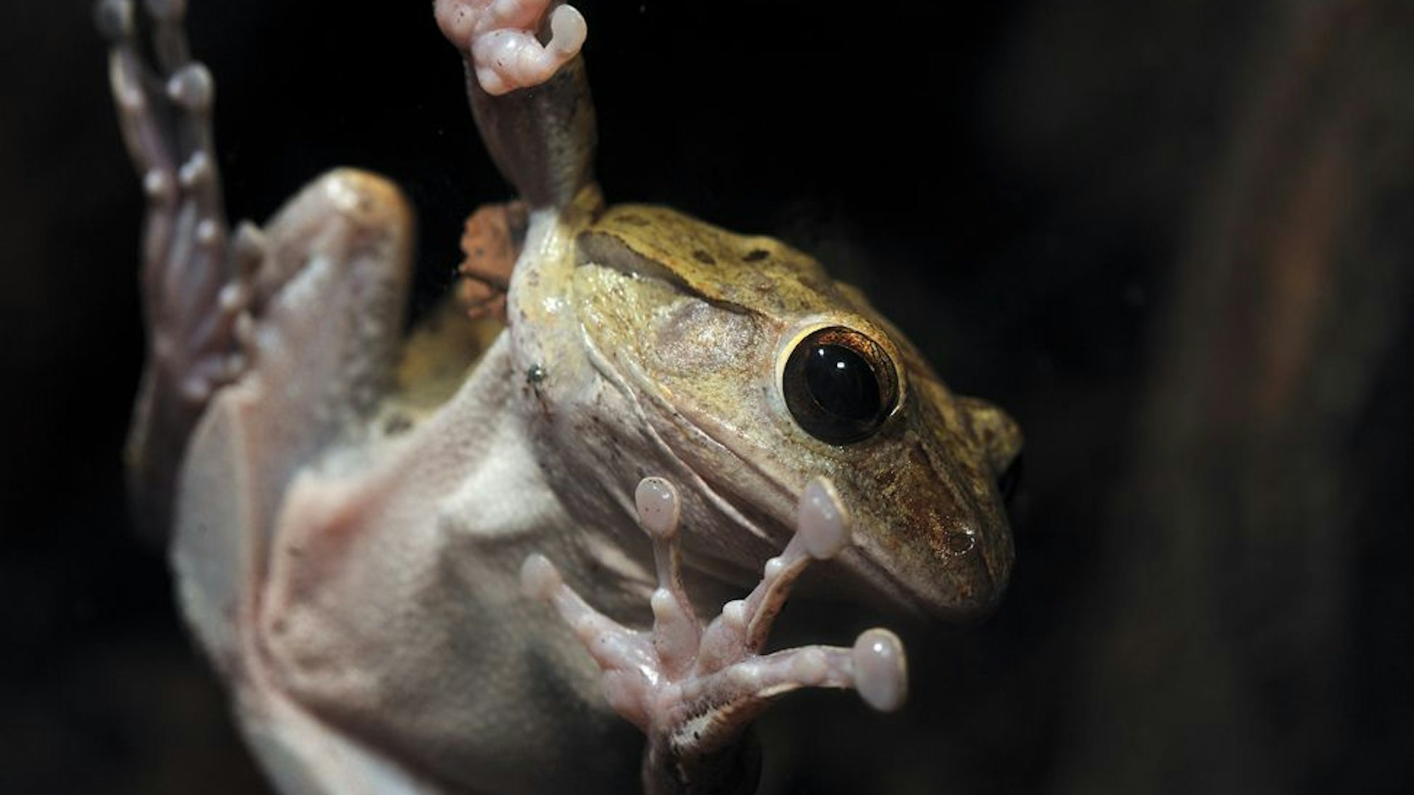 Ein Frosch, von unten fotografiert, hängt mit seinen Saugnäpfen an der Scheibe.