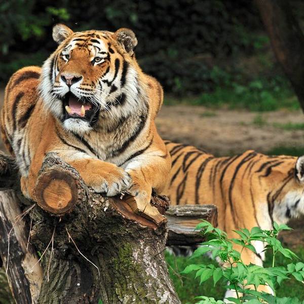Ein Tiger liegt auf einem Baumstamm, ein anderer geht im Hintergrund an ihm vorbei.