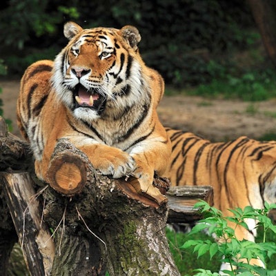 Ein Tiger liegt auf einem Baumstamm, ein anderer geht im Hintergrund an ihm vorbei.