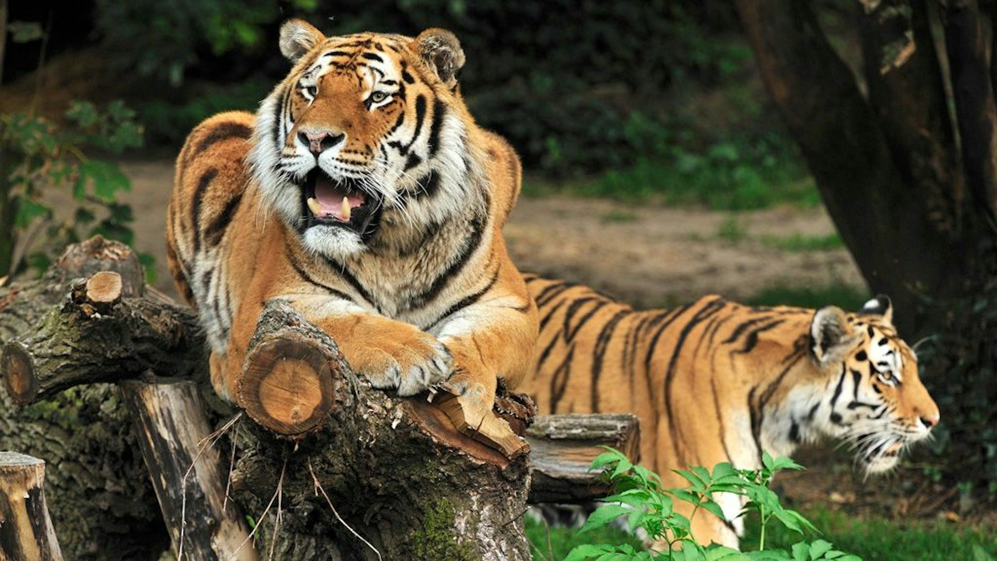 Ein Tiger liegt auf einem Baumstamm, ein anderer geht im Hintergrund an ihm vorbei.