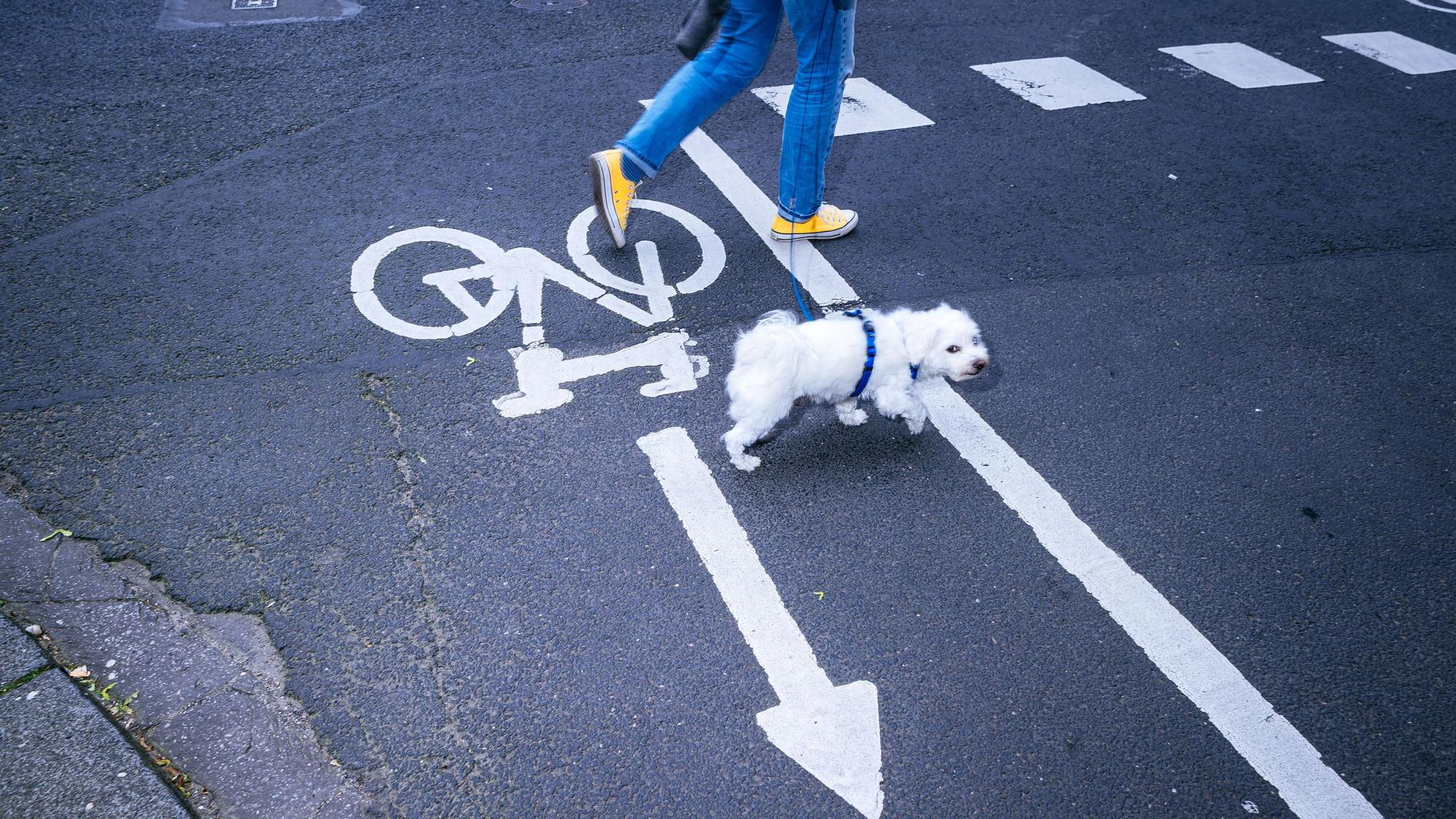 Ein Hauch von „Köln, 5.30 Uhr“, einem anderen berühmten Chargesheimer-Buch: Ein Hund quert die Straße.