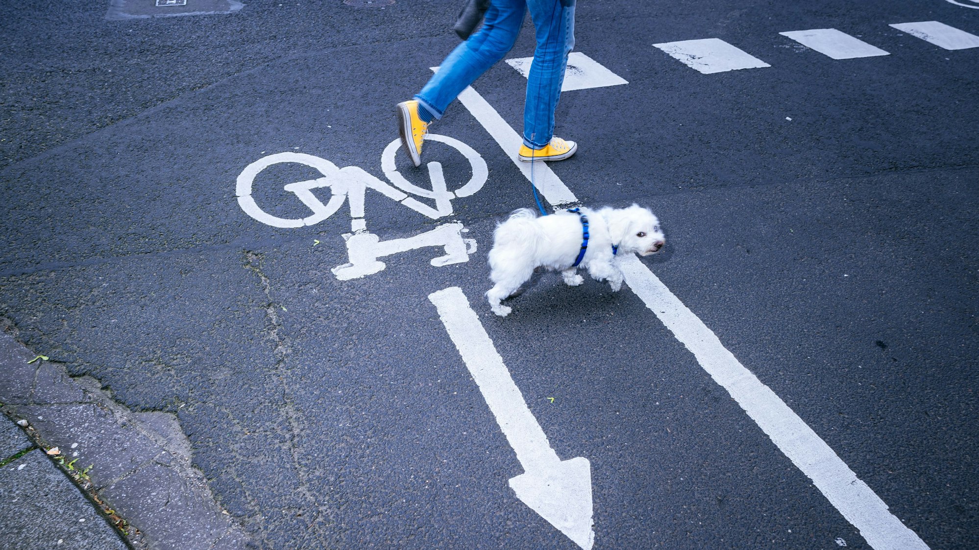 Ein Hauch von „Köln, 5.30 Uhr“, einem anderen berühmten Chargesheimer-Buch: Ein Hund quert die Straße.