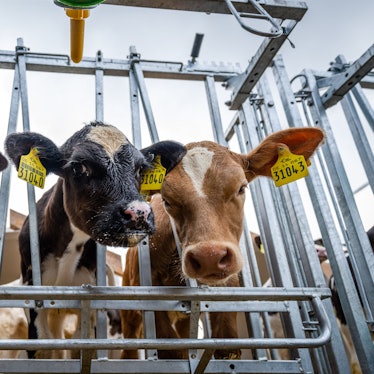 Drei Wochen alte Kälbchen schauen auf dem Gelände einer Agrargenossenschaft aus ihrem Gehege.