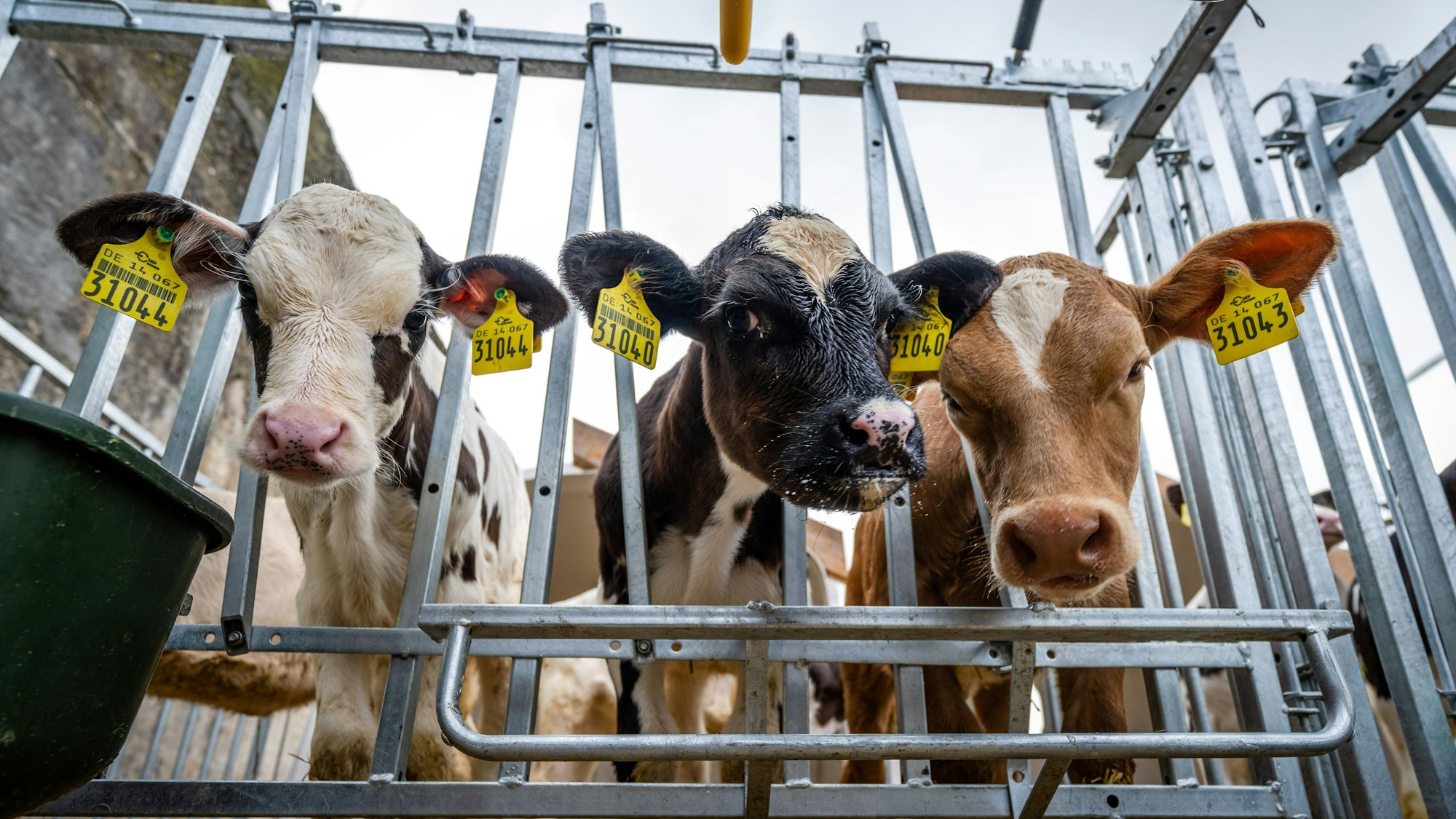 Drei Wochen alte Kälbchen schauen auf dem Gelände einer Agrargenossenschaft aus ihrem Gehege.