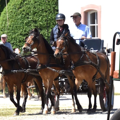 Drei Pferde ziehen eine Kutsche, im Hintergrund ist eine Mauer von Schloss Gymnich zu sehen.