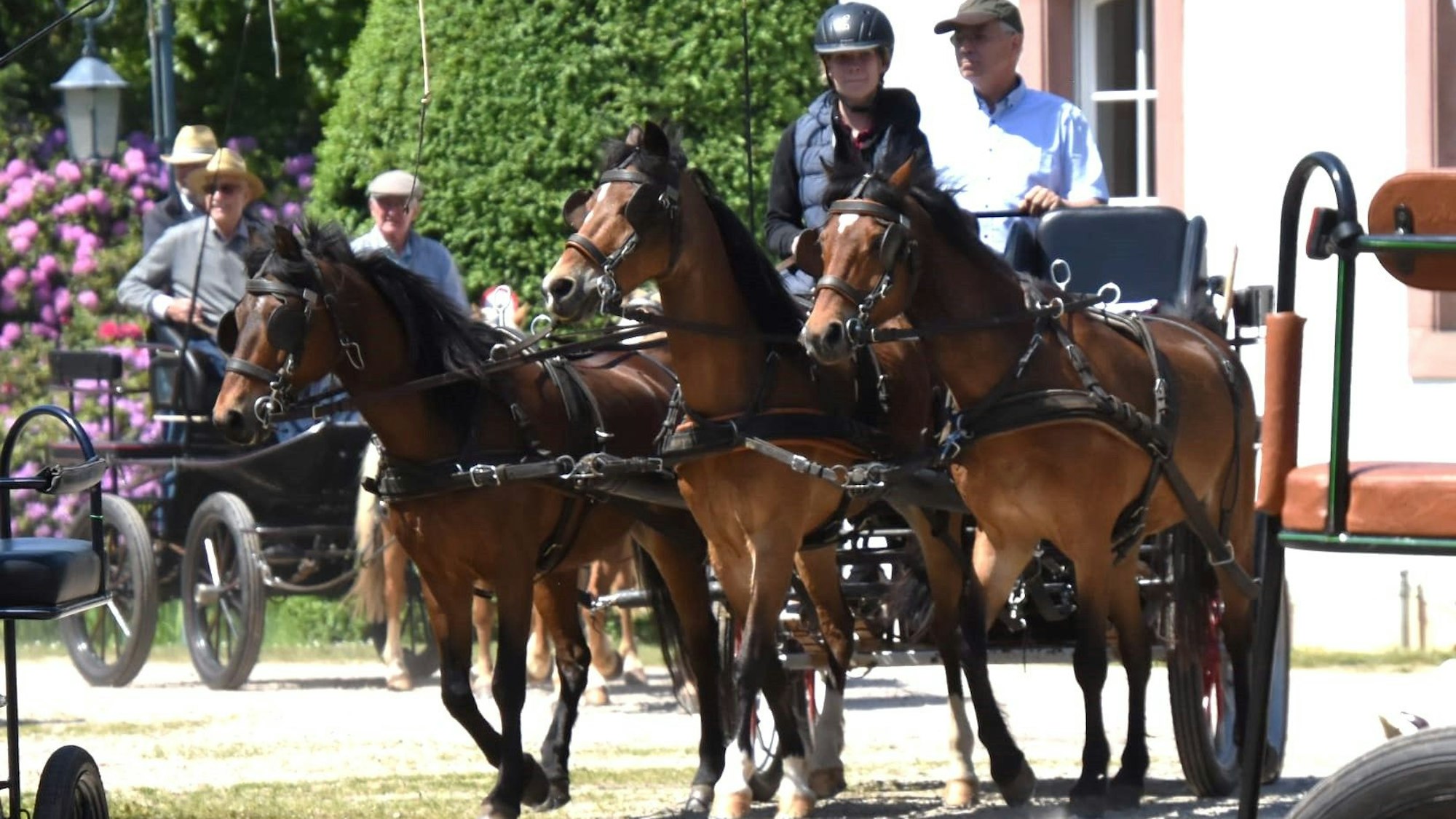 Drei Pferde ziehen eine Kutsche, im Hintergrund ist eine Mauer von Schloss Gymnich zu sehen.