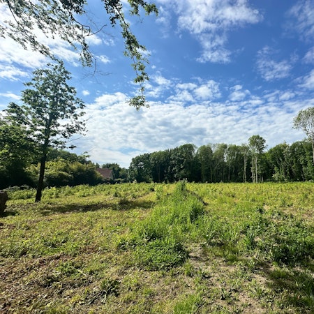 Durch die Fällungen auf dem Shell Gelände verändert sich das Landschaftsbild.