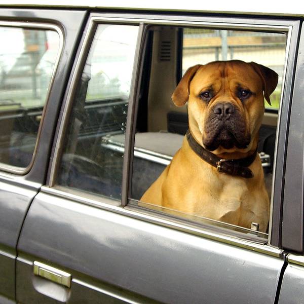 Ein Hund sitzt in einem Auto.