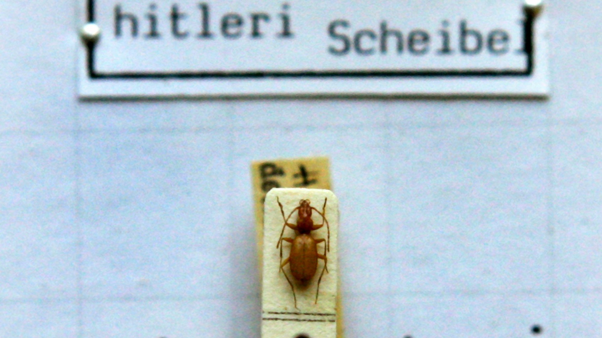 Das Foto zeigt einen Anophthalmus hitleri, einen „Hitler-Käfer“ unter einem Mikroskop in der Zoologischen Staatssammlung in München.