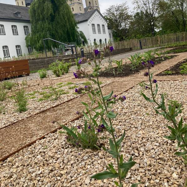 Im Vordergrund ist der frisch angelegt Klostergarten zu nennen, im Hintergrund die Kirche St. Nikolaus in Brauweiler und ein Wirtschaftsgebäude.