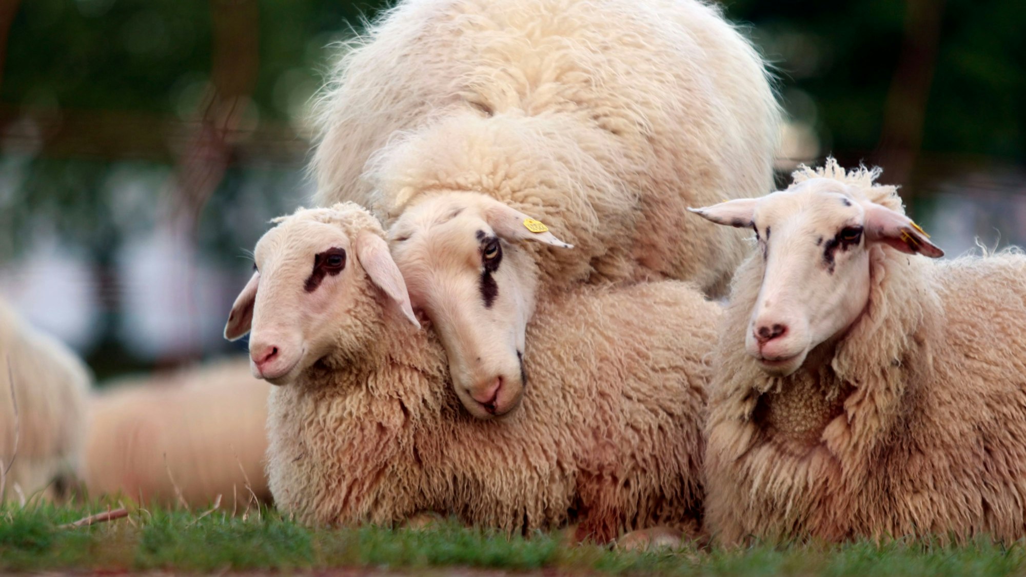 18.04.2024, Köln: Schafe am Rhein in der Nähe der Südbrücke. Foto: Arton Krasniqi