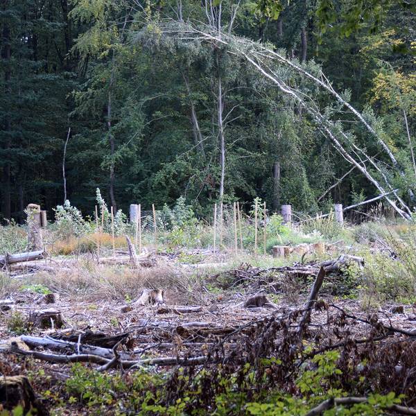 Kahlschlag im Kottenforst: Gerade Fichten haben die Dürrejahre nicht überstanden.