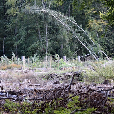 Kahlschlag im Kottenforst: Gerade Fichten haben die Dürrejahre nicht überstanden.